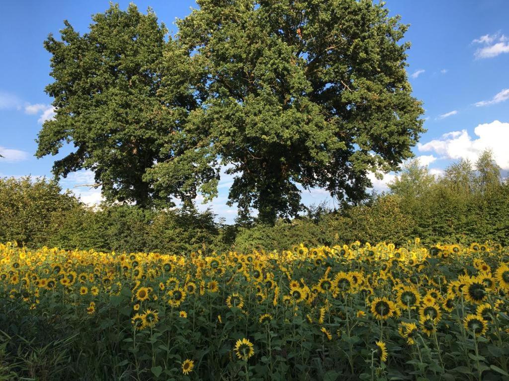 Bed & Breakfast Fuer Individualisten In Gemeinde Scharbeutz, Auch Allergiker エクステリア 写真